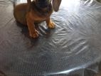 dachshund බලු පැටියා විකිනීමට