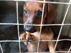 dachshund බලු පැටව්න් විකිණීමට ඇත