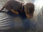 Dachshund බලු පැටව්න් විකිණීමට ඇත