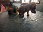 dachshund බලු පැටවුන් විකිණීමට ඇත
