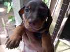 Dachshund Puppies