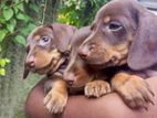 Dachshund Chocolate Brown Puppies
