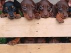 Dachshund Chocolate Brown Puppies