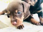 Dachshund Chocolate Brown Puppies