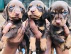 Dachshund Chocolate Brown Puppies
