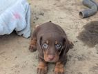 Dachshund Chocolate Colour Dog