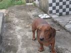 Dachshund ඩෑෂ් හවුන්ඩ්