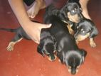 Dachshund Dog with Puppies