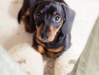 Dachshund Puppy
