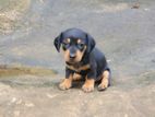 Dachshund Dog Female