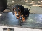 Dachshund Puppy