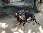 Dachshund Dog