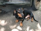 Dachshund Dog
