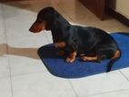 Dachshund Dog