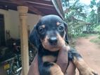 Dachshund Puppy