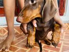 Dachshund Dog