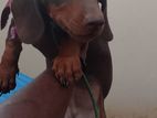 Dachshund Dog