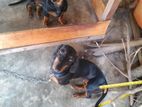 Dachshund Dog