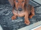 dachshund dog