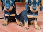 Dachshund Puppies