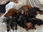 Dachshund Dog
