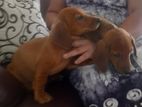 Dachshund Dog Puppy