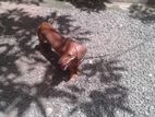 Dachshund Dog