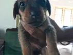 Dachshund Puppy