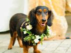 Dachshund Dog for Kind Home