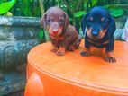 Dachshund dog puppies