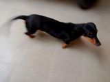 Dachshund Dogs