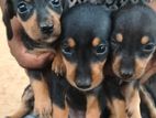 Dachshund Dogs