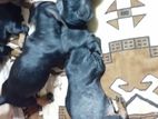 Dachshund Puppies
