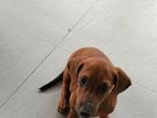 Dachshund Female for Crossing