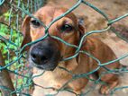 Dachshund Female Dog