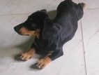 Dachshund Female