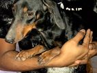 Dachshund Female Dog