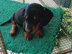 Dachshund female