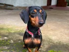 Dachshund Female Dog
