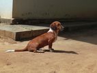 Dachshund Female Dog for Kind Home