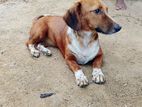 Dachshund Female Dog for Kind Home