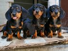 Dachshund Female puppies