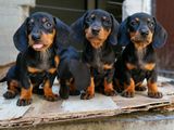 Dachshund Female puppies