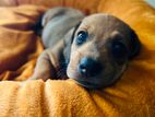 Dachshund Female Puppy