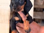 Dachshund Female Puppy