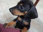 Dachshund Female Puppy