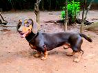 Dachshund For Crossing