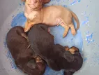 Dachshund Puppies
