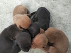Dachshund