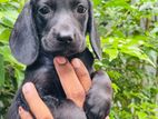 Dachshund Puppies